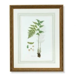 Scully & Scully Curtis Ferns Lithographs