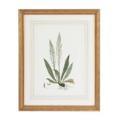 Scully & Scully Curtis Ferns Lithographs -Home Decor Shop unnamed file 559