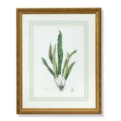 Scully & Scully Curtis Ferns Lithographs -Home Decor Shop unnamed file 560