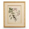 Scully & Scully Catesby Bird & Botanical Giclees
