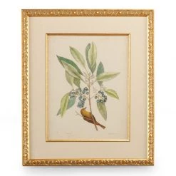Scully & Scully Catesby Bird & Botanical Giclees -Home Decor Shop unnamed file 638